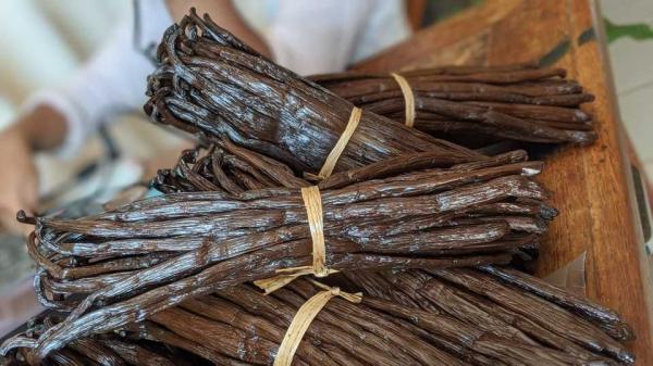 Vanille Bourbon De Madagascar - autres vanille bourbon gourmet de madagascar – qualit&eacute; export premium univer sell bio madagascar vous propose ✔ gousses 16–20 cm ✔ noires charnues et bien souples ✔ ar&ocirc;me intense – taux de vanilline &eacute;lev&eacute; ✔ 100 % naturelle – qualit&eacute; export vente en gros et au d&eacute;tai