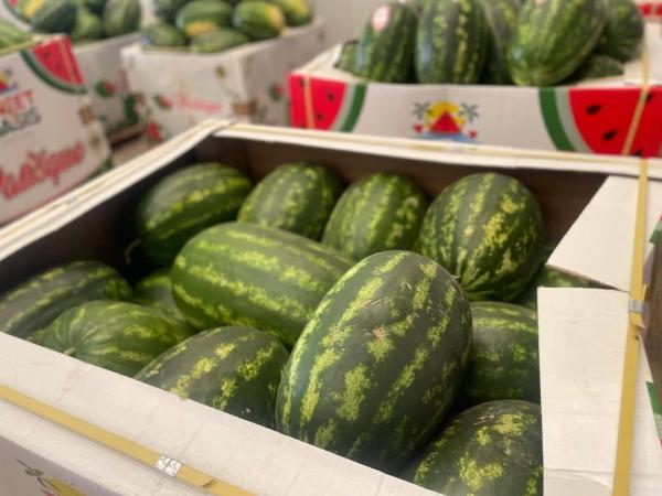  Pastèque D'origine Zagora 1€/kg - fruits et légumes past&egrave;ques de tr&egrave;s bonne qualit&eacute; d'origine zagora (maroc) disponibles imm&eacute;diatement. certificats normes europ&eacute;ennes disponibles &eacute;galement. prix 1€ / kg (frais de livraison inclus). livraison en espagne en france etc