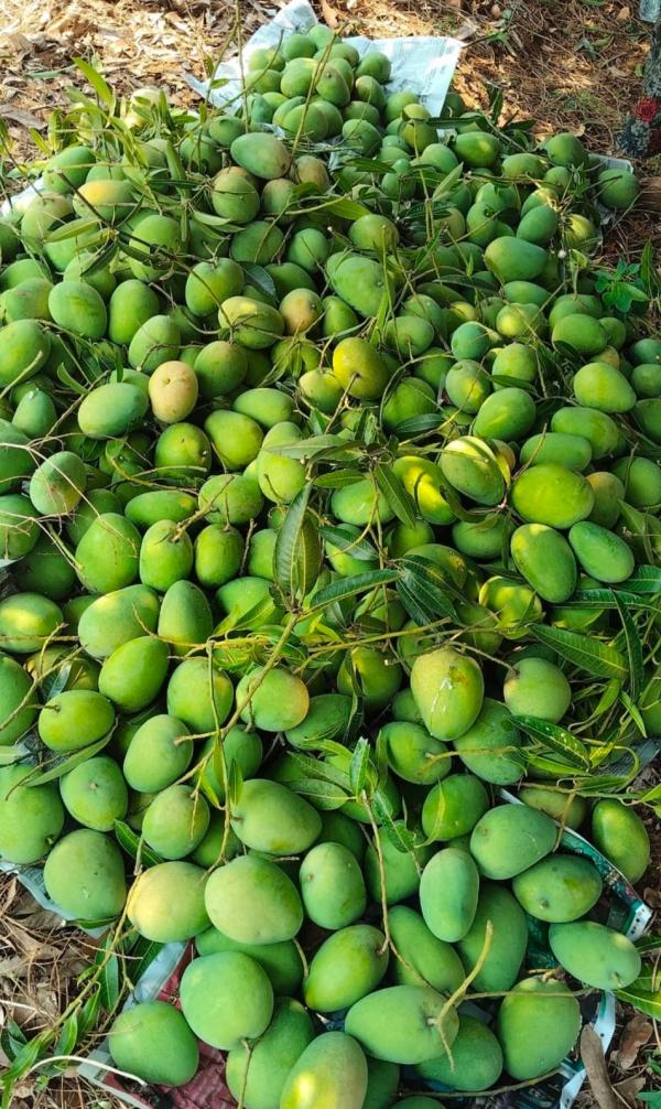  Mangue Du Sénégal - fruits et légumes nous sommes &agrave; la recherche de clients et de partenaires s&eacute;rieux pour la saison des mangues au s&eacute;n&eacute;gal qui vient de commencer en ce mois d'avril.nous vous invitons &agrave; passer v&ocirc;tre commande test et vous n'allez pas regretter.merci