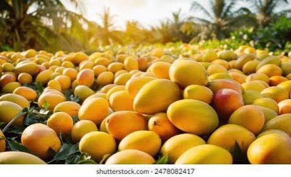  Mangues Et Orange - fruits et légumes mangues et orange de bonnes qualit&eacute;s naturelles disponibles en quantit&eacute; suffisante. livraison chap chap. faites vos commandes et vous serez satisfait. 