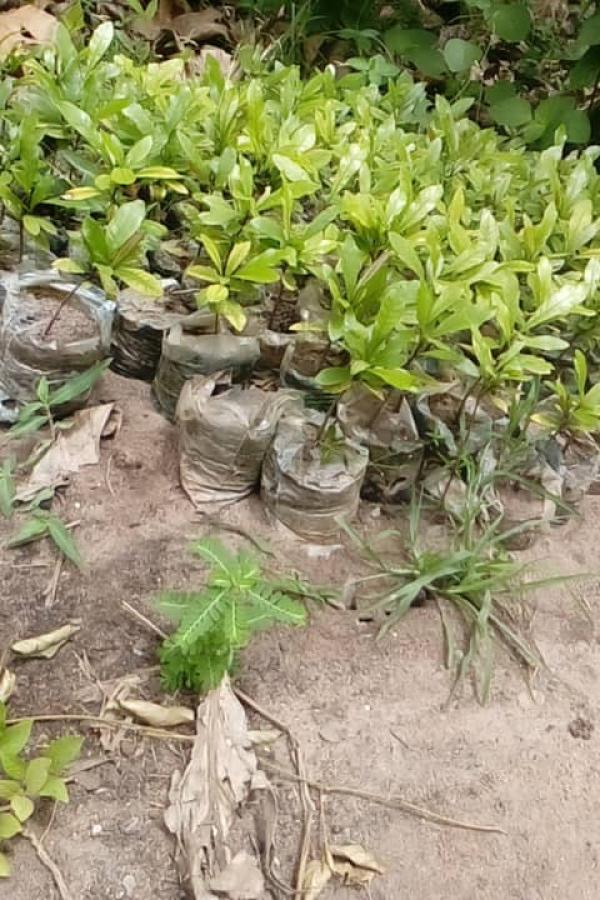  Baie Des Miracles - horticulture plante biocarburant nous disposons des plans de baies des miracles &acirc;g&eacute;s entre 6 mois et 8 mois de taille compris entre 20 et 30 cm sans racine. nous sommes capable de vous livrer de fa&ccedil;on p&eacute;riodique ou en tr&egrave;s grande quantit&eacute;. n'h&eacute;sitez pas &agrave; nous contacter. nos en