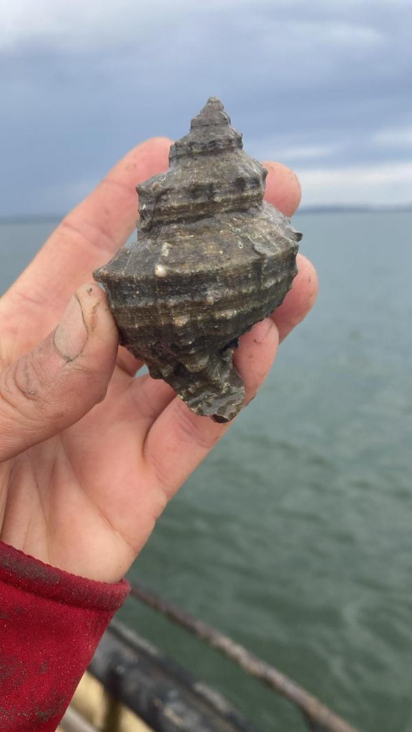  Hexaplex Trunculus (escargot Poivre - coquillage crustacé  je cherche des acheteurs pour de l 'hexaplex ou murex pech&eacute; dans le bassin d'arcachon . possibilit&eacute; de faire du poids . envoi possible via transporteur 