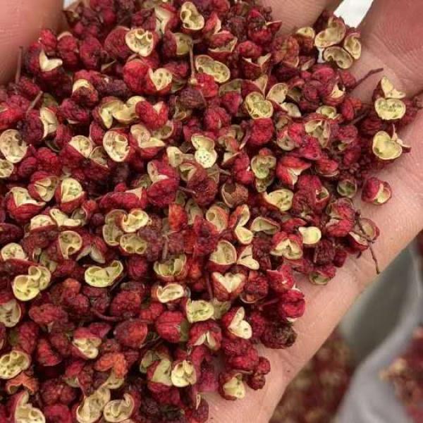  Exportateur Poivre Du Sichuan - épices aromates nous proposons du poivre du sichuan rouge et vert ipg sichuan gansu yunnan plusieurs grades et tris disponibles selon vos besoins. possibilit&eacute; de personnalisation de votre packaging. n'h&eacute;sitez pas &agrave; nous contacter si besoin.