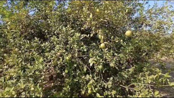  Verger Vendre - fruits et légumes 1hectar 4500m2 450 arbre fruitier citronier manguier goyave pamplemousse papaye le verger est situ&eacute; &agrave; 5km de ndiaganiao merci de nous contacter pour le prix et visite