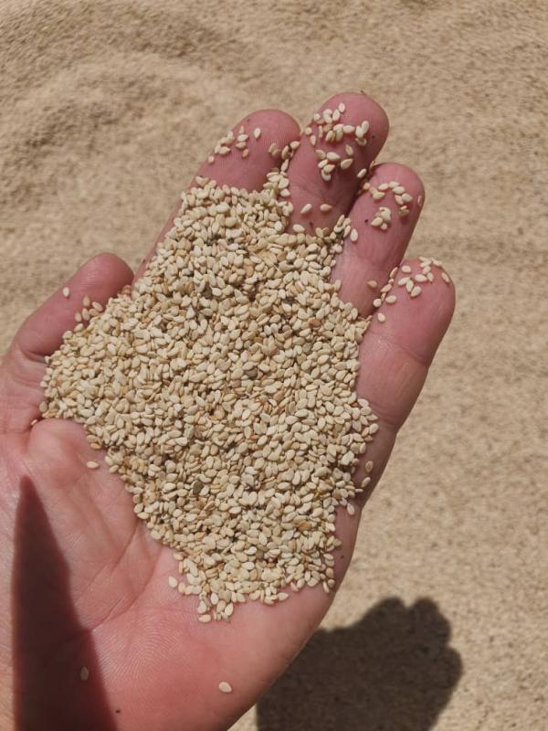  Gomme Arabique Sésame - autres nous sommes &agrave; la recherche de clients importateurs grossistes et partenaires commerciaux int&eacute;ress&eacute;s par l’achat de gomme arabique et de s&eacute;same en quantit&eacute; au tchad. nous proposons des produits de qualit&eacute; soigneusement s&eacute;lectionn&eacute;s avec poss