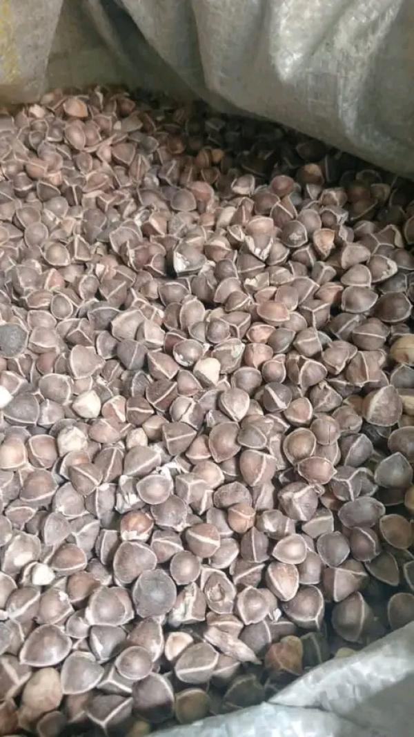  Vente D’amandes De Palmiste - autres nous disposons d'une unit&eacute; de production d’amandes de palmiste et coques de palmiste. capacit&eacute; 100 tonnes par semaine int&eacute;ress&eacute; ? contactez nous vite et profiter de nos prix imbattables 