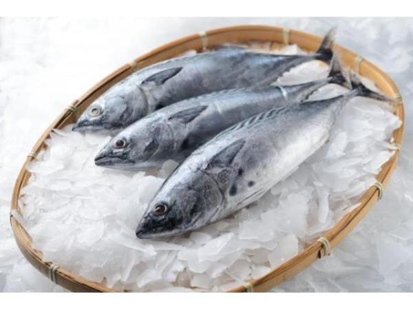  Bonite Dos Rayé, Sarda Sarda - poissons  nous sommes une soci&eacute;t&eacute; marocaine sp&eacute;cialis&eacute; dans la vente du poisson pour les int&eacute;ress&eacute; par la bonite merci de nous contacter. au plaisir.