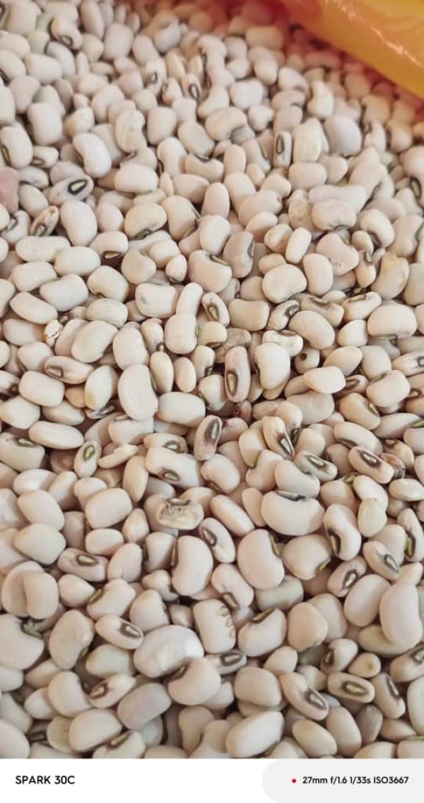  Haricots Blancs Secs - céréales vente de haricots blancs en gros — &agrave; tous la coop&eacute;rative bas&eacute;e en c&ocirc;te d'ivoire met en vente un stock de haricots blancs de qualit&eacute; disponible imm&eacute;diatement. quantit&eacute; disponible 10 &agrave; 50 tonnes prix 450 fcfa/kg — fcfa/tonne localisati