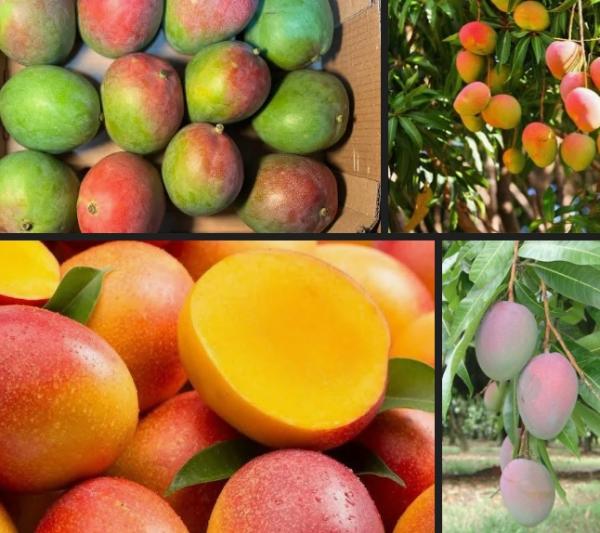  Mangue Kent - fruits et légumes nous sommes repr&eacute;sentant de producteurs mangue kent au s&eacute;n&eacute;gal nous cherchons des clients pouvant int&eacute;ress&eacute; par nos fruit notamment la mangue kent du s&eacute;n&eacute;gal pour la saison 2026 qui va bient&ocirc;t commencer. nous disposons d'un certificat global gab