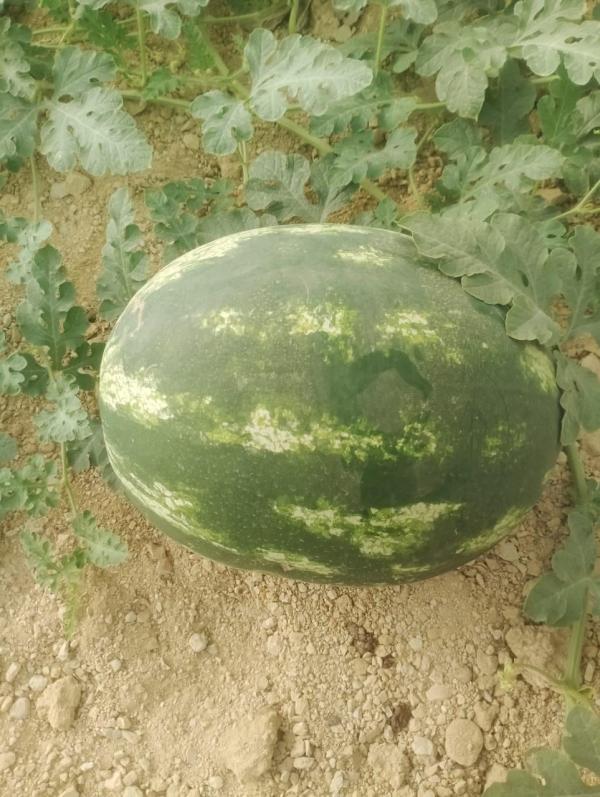  Pastèque - fruits et légumes saison de past&egrave;que en tunisie veuillez nous contacter pour avoir notre meilleure offre de prix quantit&eacute; disponible prix comp&eacute;titif certificat phytosanitaire et certificat de controle technique emballages cartonn&eacute;s ou bien box 