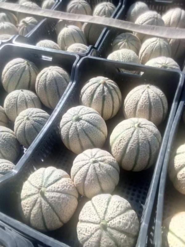 Melon De La Tunisie - fruits et légumes saison de fruits d'&eacute;t&eacute; en tunisie ! &ccedil;a commence nous sommes prets pour recevoir vos commandes ! veuillez nous contacter pour avoir nos meilleurs offres de prix ! nous sommes ouverts &agrave; toutes collaboration