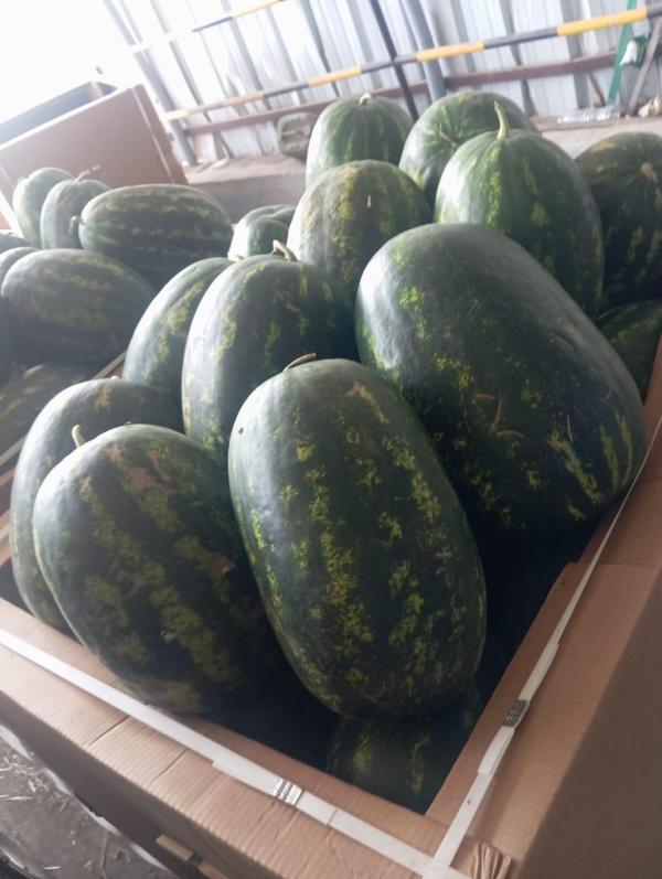  Pastèque Origine Zagora (maroc) - fruits et légumes past&egrave;ques de cat&eacute;gorie 1 livr&eacute;es en espagne &agrave; 0.85 euro le kg et &agrave; 0.92 euro par kg en france. minimum de commande un conteneur de 40 pieds ( 24 tonnes)