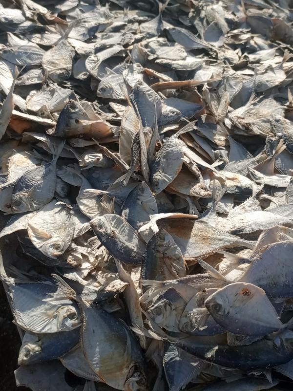  Poissons Séchés - poissons je dispose de grands quantit&eacute; de poissons s&eacute;ch&eacute;s de tr&egrave;s bonne qualit&eacute; d'origine s&eacute;n&eacute;galais plus pr&eacute;cis&eacute;ment &agrave; kayar
