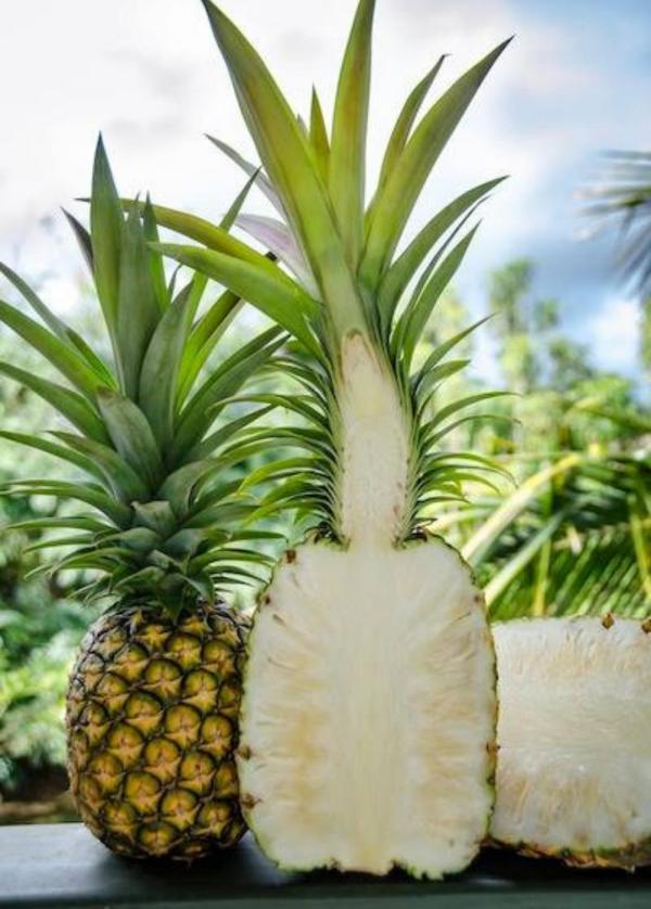  Ananas Pain De Sucre - fruits et légumes nous mettons &agrave; votre disposition des ananas frais de vari&eacute;t&eacute; pain de sucre soigneusement s&eacute;lectionn&eacute;s au b&eacute;nin reconnus pour leur qualit&eacute; exceptionnelle et leur saveur naturellement tr&egrave;s sucr&eacute;e. voie a&eacute;rien voie maritime.