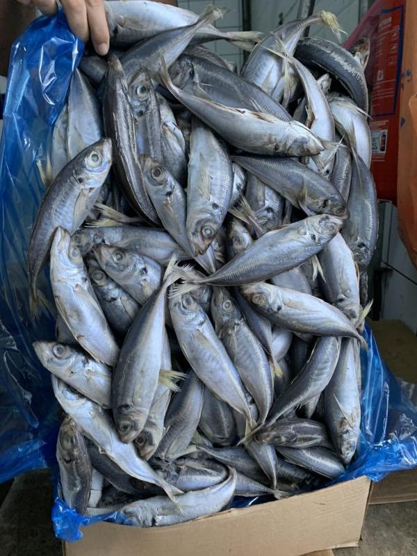 Chichards Calibre - poissons deux conteneurs de chinchards calibre s sont disponibles imm&eacute;diatement &agrave; dakar. conditionnement cartons de 20 kg quantit&eacute; 1 400 cartons par conteneur (soit 56 tonnes au total) prix 900 fcfa/kg (fob dakar prix ferme) paiement 50 % avance / 50 % contre documents