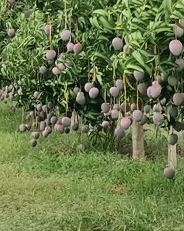  Mangues Du Sénégal - fruits et légumes mangues fra&icirc;ches du s&eacute;n&eacute;gal – vari&eacute;t&eacute; kent qualit&eacute; export premium disponible en grande quantit&eacute;. fruits soigneusement s&eacute;lectionn&eacute;s calibr&eacute;s et prets &agrave; l’exportation. origine s&eacute;n&eacute;gal conditionnement adapt