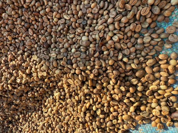  Café Abrica - café cacao thé  et bienvenue nous sommes fournisseurs de caf&eacute; arabica de haute qualit&eacute; provenant de la r&eacute;gion de sambava madagascar reconnue pour la richesse de ses terres et la qualit&eacute; exceptionnelle de ses productions agricoles. produit disponible produit caf&eacute; 