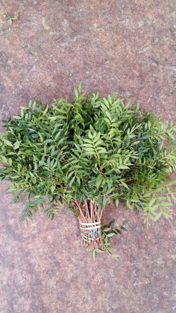  Recherche Exportateurs De Lentisque Pour Hort - horticulture plante biocarburant recherche exportateurs de lentisque pour horticulture nous recherchons des exportateurs sp&eacute;cialis&eacute;s dans le lentisque pour horticulture exportation d’alg&eacute;rie vers l’espagne exportation de tunisie vers la hollande. nous cherchons producteurs soci&eacute;