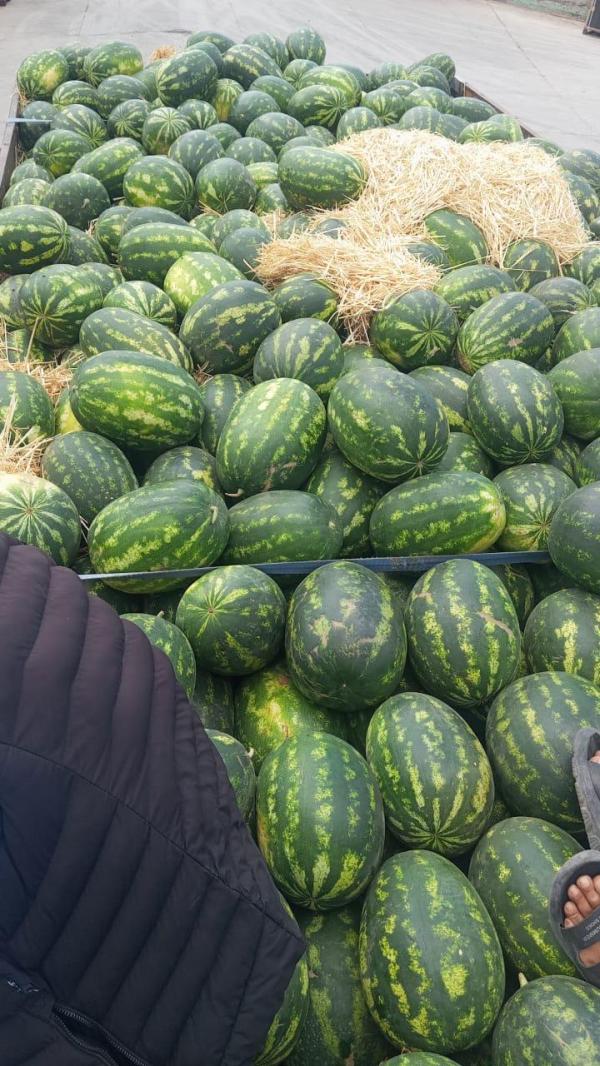  Pastèque Prix Fob 0,5 Euros Maroc Kg - fruits secs et graines grillées past&egrave;que maroc disponibles au prix fob de 0 5 euros le kg. possibilit&eacute; de livraison de livraison en europe afrique moyen orient et ailleurs. 