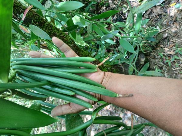  Vanille Bourbon De Nouvelle Calédonie - épices aromates je pr&eacute;pare une r&eacute;colte de 5000 &agrave; 6000 gousses de vanille bourbon s&eacute;ch&eacute;es. c'est une vanilleraie cultiv&eacute;e sous bois en plein coeur de la vall&eacute;e de tchamba dont le climat particulier favorise une bonne floraison. ce sont des gousses de 18 &agrave; 25