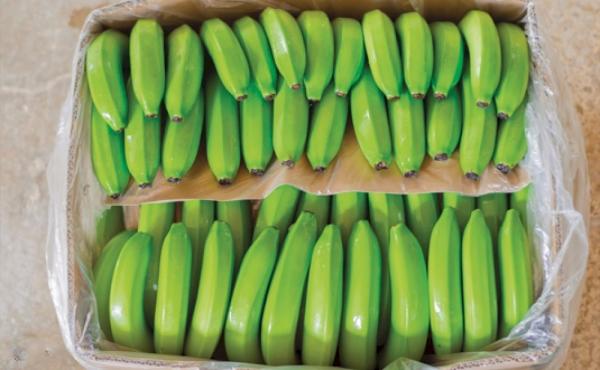  Vente De Bananes Cavendish Grade Premium - fruits et légumes vente de bananes cavendish grade premium. nous proposons des bananes de qualit&eacute; sup&eacute;rieure directement issues de nos plantations partenaires. id&eacute;al pour grossistes importateurs et centrales d’achat. produit  vari&eacute;t&eacute; cavendish  stade de maturit&