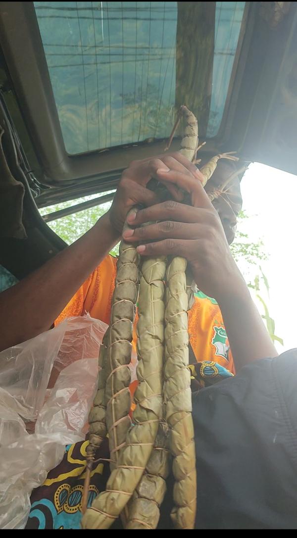  Bâton De Manioc - féculents je peux fournir tout le monde qui est dans le besoin en b&acirc;ton de manioc bio du village . je fais venir &agrave; douala puis je vous exp&eacute;die