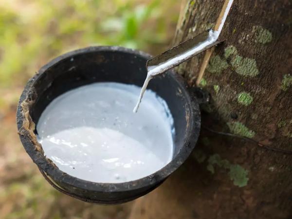  Latex (hévéa) - autres salut nous vendons du bon latex de c&ocirc;t&eacute; d'ivoire. nous livrons en fob port d abidjan et de san pedro. nous avons une tr&egrave;s bonne qualit&eacute; de latex d h&eacute;v&eacute;a..