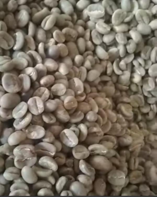  Café Arabica De Madagascar Qualité Supérieu - café cacao thé exportateur bas&eacute; &agrave; madagascar nous proposons du caf&eacute; arabica de haute qualit&eacute; cultiv&eacute; sur les hauts plateaux malgaches. notre caf&eacute; se distingue par son acidit&eacute; &eacute;quilibr&eacute;e et ses notes aromatiques riches typiques de notre terroir volca