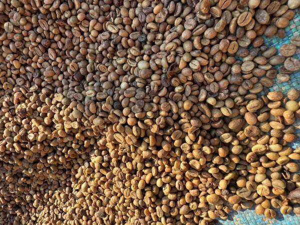  Café Robusta De Madagascar Qualité Supérieu - café cacao thé exportateur direct bas&eacute; &agrave; madagascar nous proposons du caf&eacute; robusta de haute qualit&eacute; provenant principalement des r&eacute;gions de l'est (atsinanana / vatovavy fitovinany). id&eacute;al pour les torr&eacute;facteurs industriels et les m&eacute;langes espresso. fiche