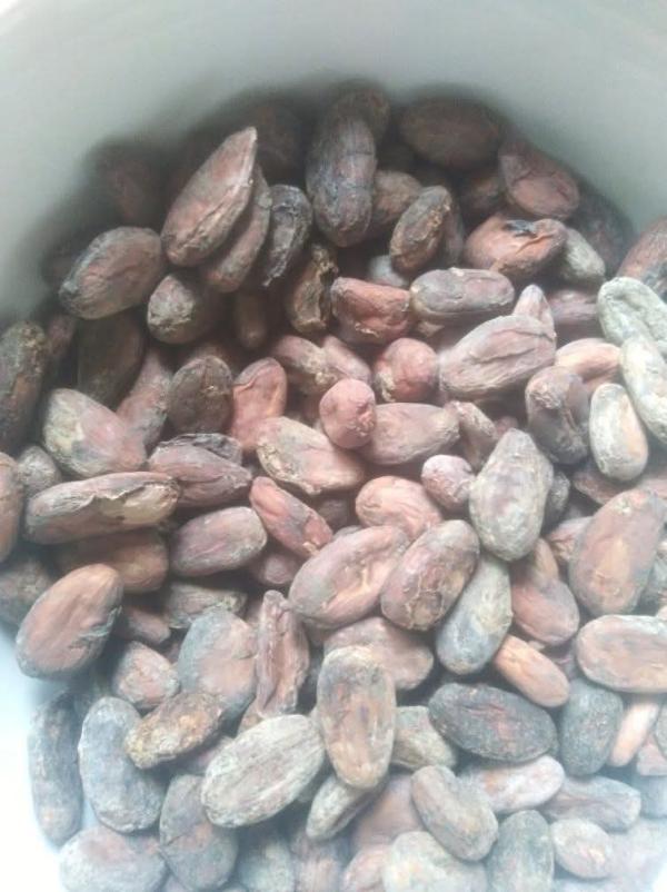  Fèves De Cacao De Madagascar 100% Fin Arôme - café cacao thé exportateur direct bas&eacute; &agrave; madagascar nous proposons des f&egrave;ves de cacao d'exception issues de la vall&eacute;e du sambirano (ambanja). notre cacao est reconnu pour son acidit&eacute; fruit&eacute;e unique et ses notes d'agrumes tr&egrave;s recherch&eacute;es par les chocolatier