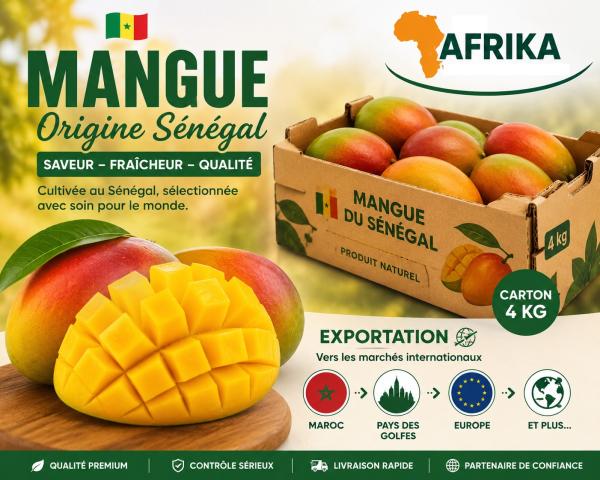  Mangues Fraîches Du Sénégal Variété Kent - fruits et légumes  qualit&eacute; premium export disponible en grandes quantit&eacute;s. nos mangues sont soigneusement s&eacute;lectionn&eacute;es calibr&eacute;es et pr&eacute;par&eacute;es selon les standards internationaux d’exportation. • origine s&eacute;n&eacute;gal • conditionnement cartons