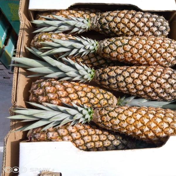  Ananas Pain De Sucre - fruits et légumes ananas bio pain de sucre du b&eacute;nin r&eacute;colt&eacute;s &agrave; maturit&eacute; et export&eacute;s depuis cotonou vers le tiers monde. prix direct producteur sans interm&eacute;diaire inutile. volume disponible chaque semaine. on s&eacute;lectionne on conditionne on exp&eacute;die l'anan