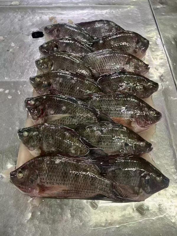  Tilapia Frais,maquereau Frais,chinchard Frais - poissons produits phares et informations sur l'entreprise  poissons congel&eacute;s  maquereau du pacifique/espagnol tilapia (entier/filet) maquereau sardines thon mulet calmar. poissons en conserve  sardines (huile v&eacute;g&eacute;tale/sauce tomate) maquereau thon. poisson sal&eacute; 