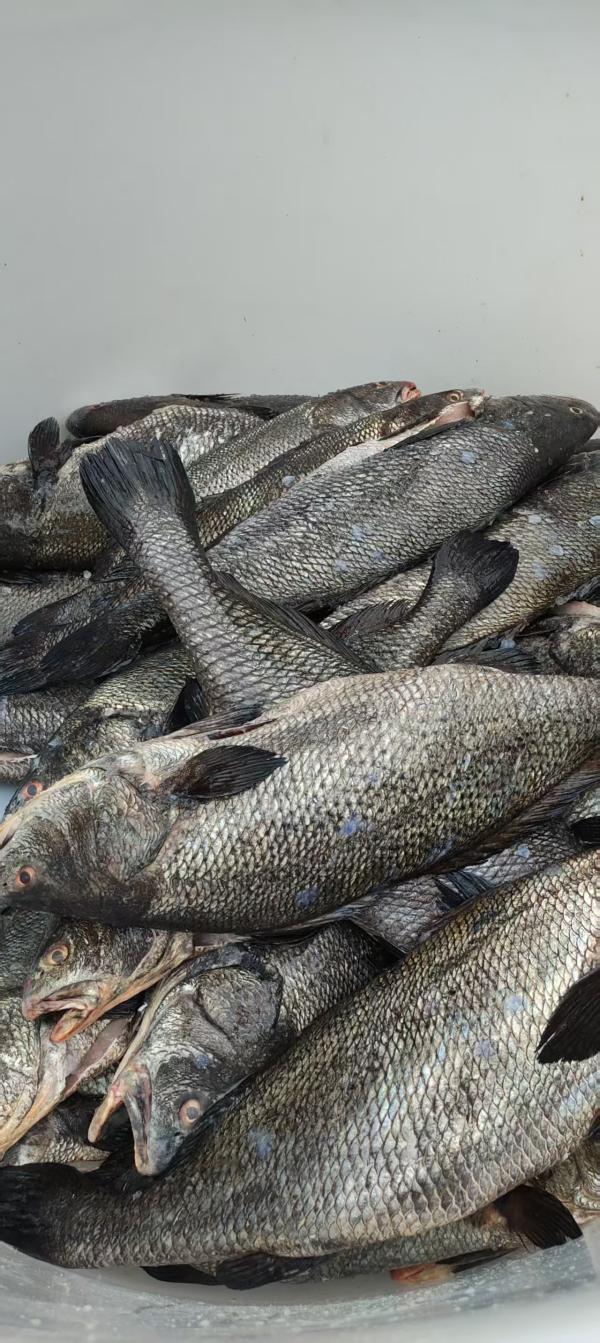  Loup De Mer Frais - mine terrain concession loup de mer fraichement surgele a vendre &eacute;visc&eacute;r&eacute; des poissons d'&eacute;levage extremement proche d'un milieu sauvage. 3 poissons/sacs tailles 3kg+ conditionnement produits frais et congel&eacute;s. 