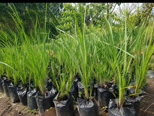  Vetiver - vegetable matter hello we are looking for partners and clients for a vetiver project which is a hitherto unknown plant with its different virtues which we have described above vetiver is a very important plant for soil protection and fertility. thanks to its very deep taproots which can reach several meters it