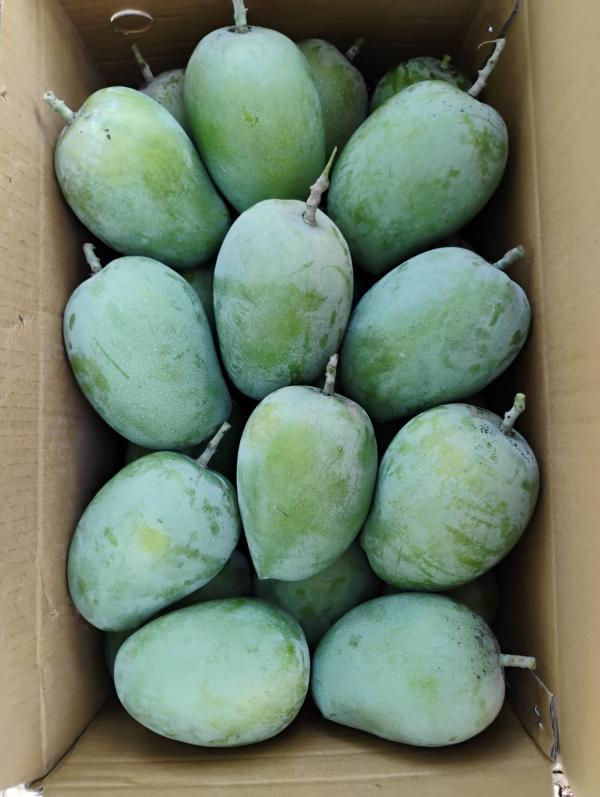  Mangue Fraîche - fruits et légumes de vari&eacute;t&eacute; kent la mangue du s&eacute;n&eacute;gal sera bient&ocirc;t r&eacute;colter.nous recherchons des clients pour l'export vers l'europe.veillez nous contacter en esp&eacute;rant des prix comp&eacute;titifs 