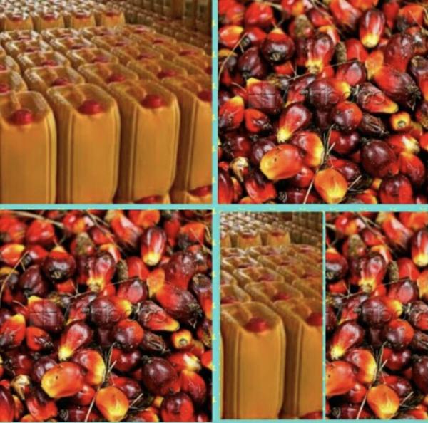  Huile Rouge Transformation De Noix De Palme - huiles l'huile rouge traditionnellement extraite de la pulpe du palmier se distingue par sa couleur vive due &agrave; sa tr&egrave;s haute teneur en beta carot&egrave;ne. riche en vitamine e tocotri&eacute;nols elle poss&egrave;de d'excellentes propri&eacute;t&eacute;s antioxydantes qui prot&egrave;gent