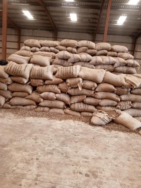  Cacao, Café Sésame Coton Karité - café cacao thé  ​nous proposons pour la campagne en cours des f&egrave;ves de cacao brutes de qualit&eacute; sup&eacute;rieure issues directement des zones de production en afrique de l'ouest. id&eacute;al pour les importateurs courtiers et chocolatiers. ​produit f&egrave;ves de cacao bien ferment&eacute