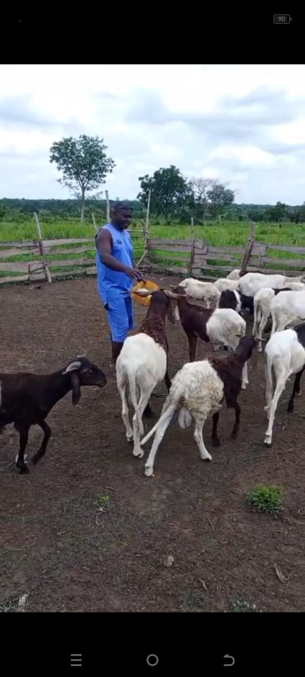 Élevage De Mouton - animaux vivants je suis un jeune b&eacute;ninois sp&eacute;cialis&eacute; dans l'agronomie j'ai une ferme d'&eacute;levage de mouton de race parfois je me retrouve en manque de moyens pour agrandir mon &eacute;levage je suis du coup &agrave; la recherche de s&eacute;rieux partenariat gagnant gagnant avec tout