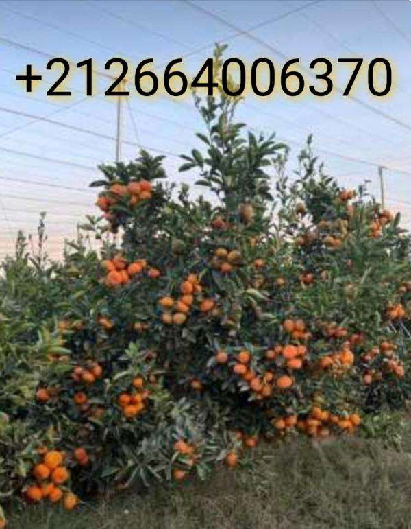  Demande D'emploi: Gérant De Ferme Arboricole - ciment homme marocain titulaire du master professionnel en agronomie sp&eacute;cialit&eacute; gestion de soci&eacute;t&eacute; arboricole et un premier dipl&ocirc;me en arboriculture fruiti&egrave;re. avoir plus de 16 ans d'exp&eacute;rience au sein des domaines arboricoles et viticoles trop r&eacute