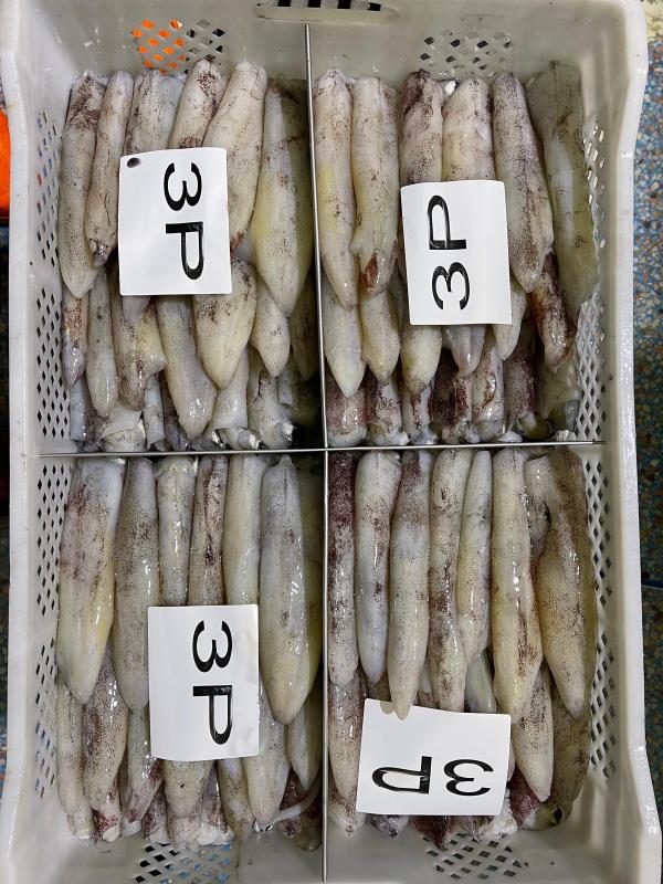  Poissons Frais Et Congelés - poissons  nous sommes sp&eacute;cialis&eacute;s dans l’importation de poissons frais et congel&eacute;s issus de fournisseurs soigneusement s&eacute;lectionn&eacute;s et conformes aux normes internationales de qualit&eacute; et de s&eacute;curit&eacute; alimentaire. notre activit&eacute; vise &agrave; r&ea