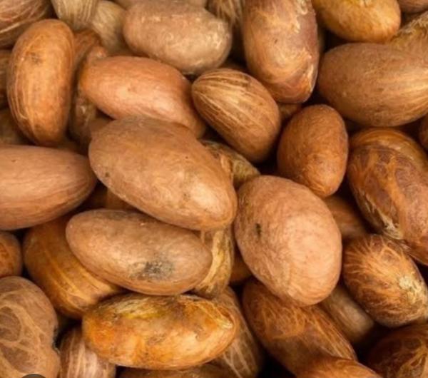  Bitter Kola - fruits et légumes nous disposons d'une quantit&eacute; illimit&eacute; de bitter kola et sommes dispos&eacute;s &agrave; les exposer partout dans le monde 
