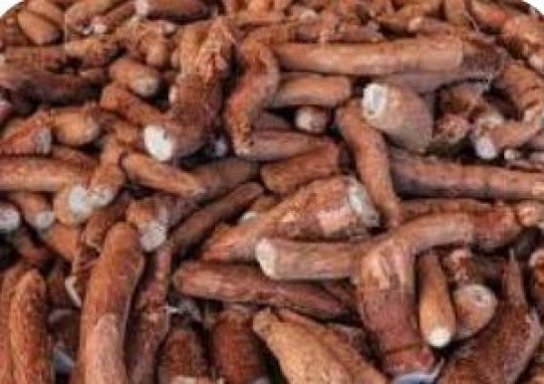  Manioc - autres nous sommes disposons d'une quantit&eacute; illimit&eacute;e de manioc du b&eacute;nin qui est tr&egrave;s bon disponible &agrave; exporter partout dans le monde 