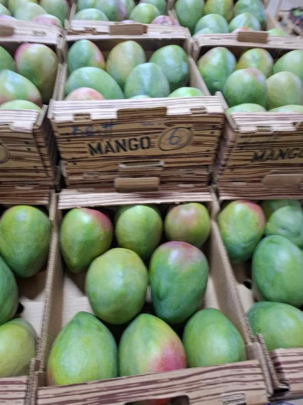  Mangues Kent Fraiches Disponibles Pour Vous - fruits et légumes nous sommes une coop&eacute;rative de r&eacute;colte et de vente de mangues bio kent bas&eacute;e en cote d ivoire . nous disposons de meilleurs vergers et de mangues de qualit&eacute;s r&eacute;pondants aux standards internationaux. pour cette campagne 2025/2026 nous sommes disponibles pour vous 