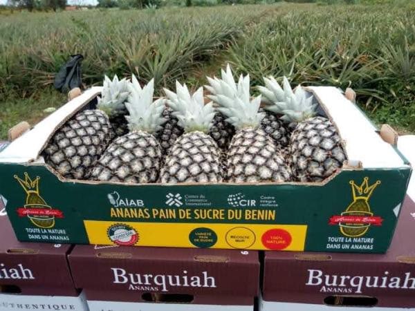  Ananas - fruits et légumes nous sommes une entreprise bas&eacute;e au b&eacute;nin et disposons d'une grande quantit&eacute; illimit&eacute;e d'ananas pain du sucre de meilleure qualit&eacute; et nous sommes dispos&eacute;s a les exporter partout dans le monde. veuillez prendre contact avec nous