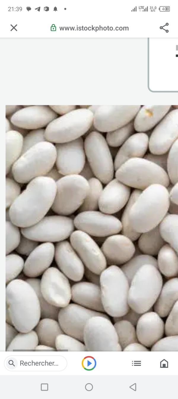  Haricots Blancs - céréales nous disposons d'haricots blanc du b&eacute;nin en qualit&eacute; et en quantit&eacute; suffisante et sommes dispos&eacute;s &agrave; livrer cet article partout dans le monde en toutes s&eacute;curit&eacute;.