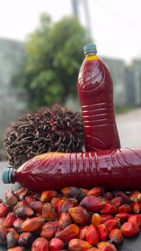  Transformation Noix De Palme En Huile Rouge - huiles nous disposons d'une quantit&eacute; illimit&eacute;e d'huile rouge de noix de palme du b&eacute;nin et sommes disponibles &agrave; l'exporter partout dans le monde 