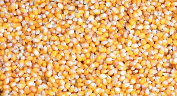  Maïs Blé - céréales les c&eacute;r&eacute;ales c'est la base de l’alimentation mondiale.notre corps aim&eacute; mes c&eacute;r&eacute;ales parce qu'il dône d’&eacute;nergie longue dur&eacute;e et elles sont pleines de glucides complexes &ccedil;a te donnes de carburant 4 5h.contrairement au sucre qui te l&acirc;che