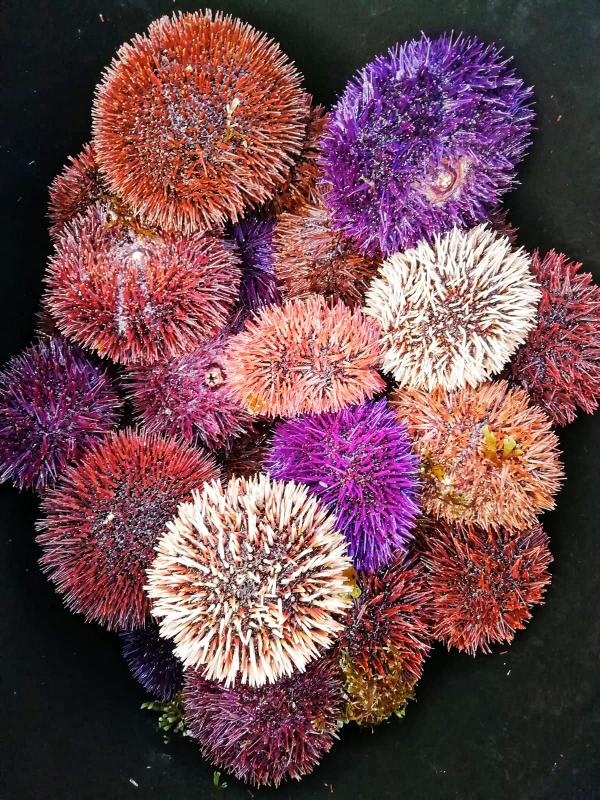  Sea Urchin/algae - crustacean shell i am looking for a buyer of sea urchins/algae. i am available for contracts and can supply up to 300kg of sea urchins per week. species sphaerechinus granularis — fkg paracentrotus lividus — urm i also have the following algae species available (up to 250kg/week) asparagopsis taxiformis – gqx osmund