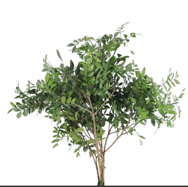  Lentisque Pour Feuillages Depuis L'albanie - horticulture plant biofuel we are looking for an exporter producer or serious collectors of pistachio pistacia branches in albania for export to the netherlands intended for flower bouquet manufacturing. we are looking for a long term and professional relationship. in the beginning we would start with 3 4 or 5 pallet